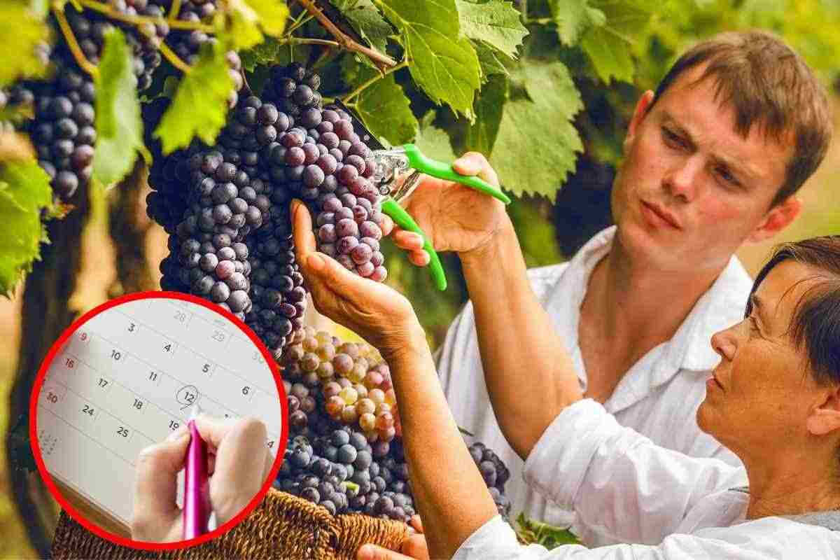 Vendemmia famiglia date 2024